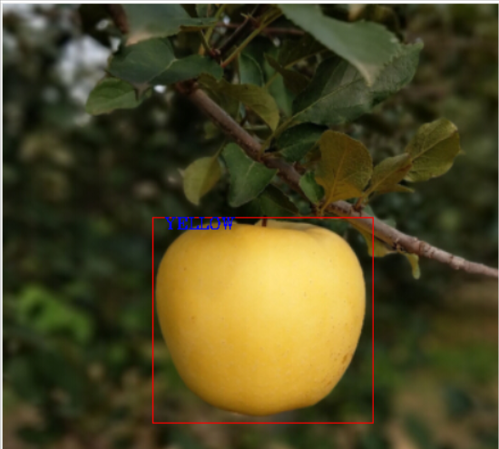 基本边缘检测的苹果颜色检测